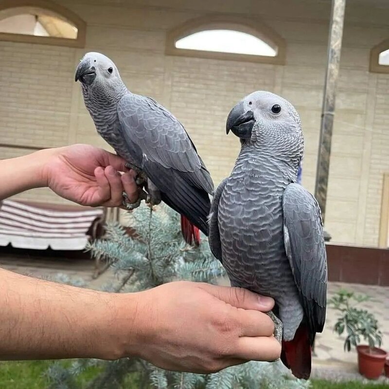 Papagal Jako (gri african)