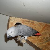 Papagal Jako (gri african)