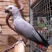 Papagal Jako (gri african)